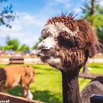 Lodge Baltic Park - Raj Dla Rodzin Z Dziecmi - Z 2 Sypialniami Atrakcje Dla Dzieci *