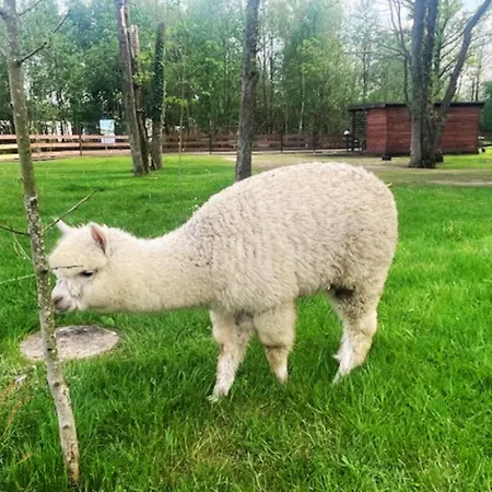 Chata Baltic Park - Raj Dla Rodzin Z Dziecmi - Z 2 Sypialniami Atrakcje Dla Dzieci Niechorze